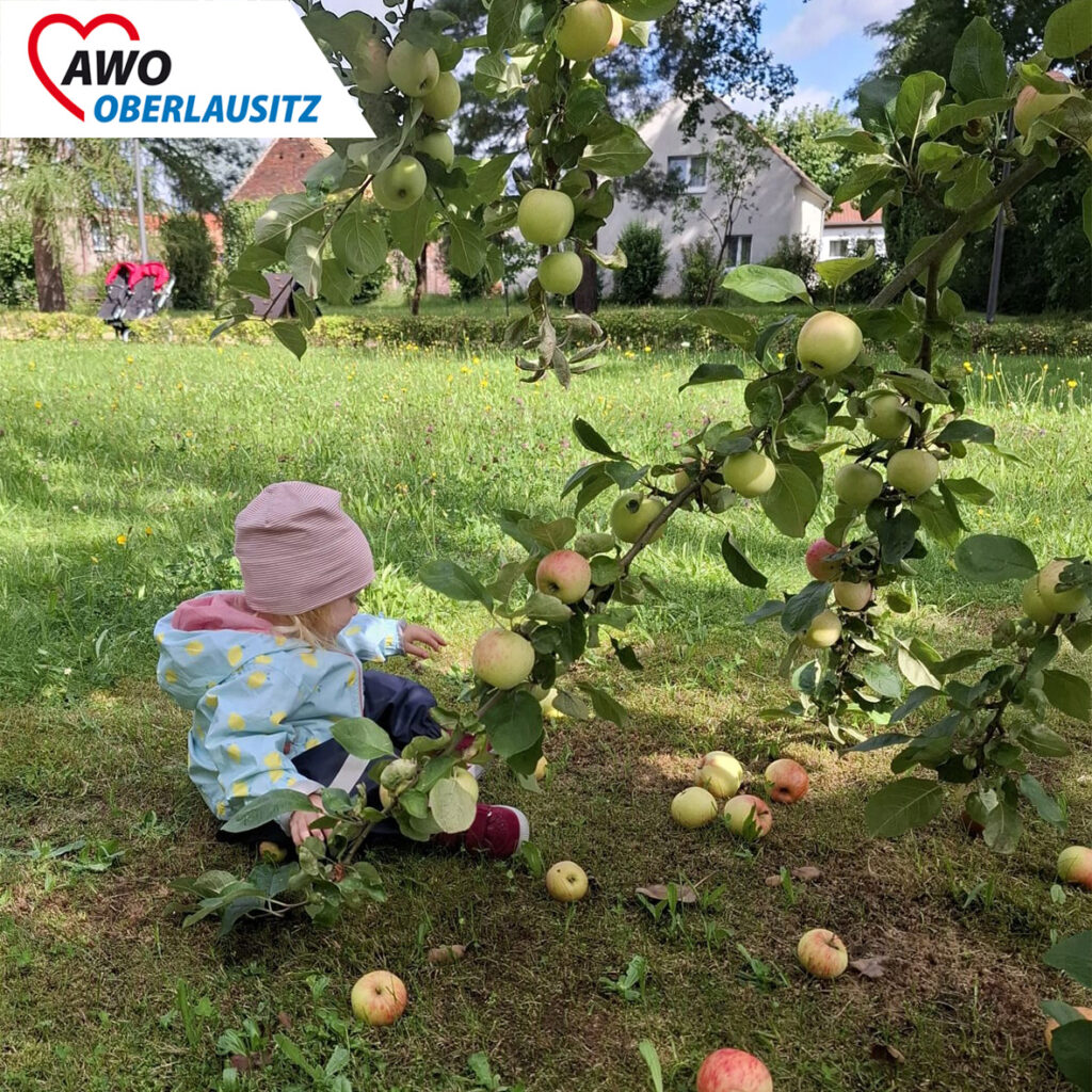 kleines Mädchen pflückt Äpfel